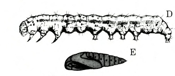 At top, larva with 3 legs and 5 prolegs and line down side. Below, cylindrical pupa on its side. Black dots on segments are spiracles. Black and white art.