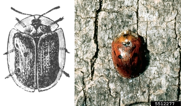 At left, drawing of beetle with head and portion of legs visible through transparent edges of wings and thorax. At right, reddish beetle crawling on bark.