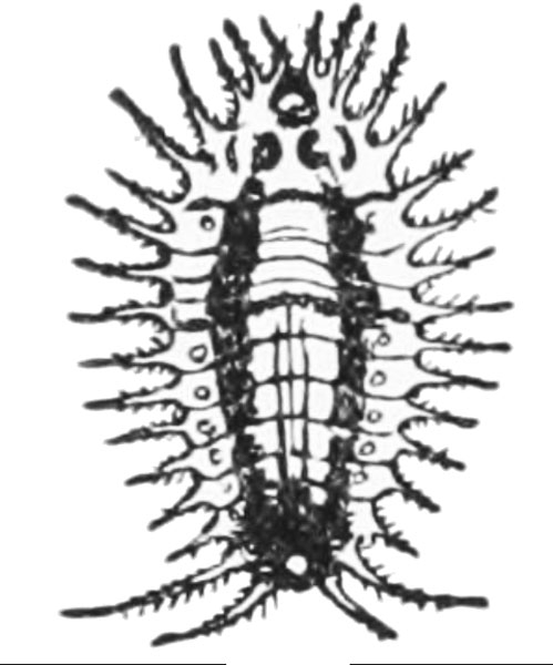 Top view of cylindrical larva, with four, long spikes spread out from base, and a fringe of spikes around entire body. Black and white art.