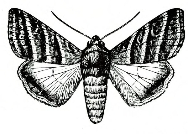 Top view. Spread forewings have alternating black and white bands with some circles. Inner, veined hind wings are white with light borders. Black and white art.
