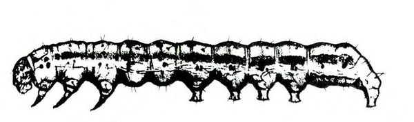 Side view of caterpillar’s extended body, showing 3 legs and 5 prolegs. Dark, longitudinal stripe down back. Black and white art.