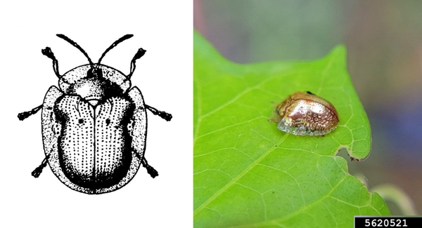 At left, top view of beetle with wing covers folded over back. Body cover extending from edges. At right, gleaming-gold, helmet-shaped beetle crawling on leaf.