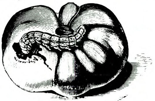 Tomato with prominent segments, shaded in black and white. Worm stretched out with head entering bored hole.
