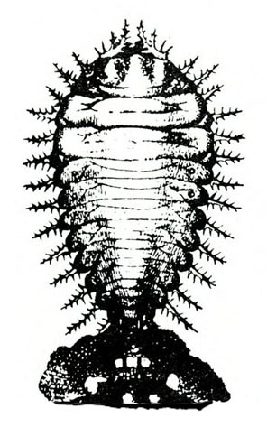 Top view of upside-down teardrop-shaped body with bristled spikes extending from every segment. Dark triangle at base is feces mass. Black and white art.