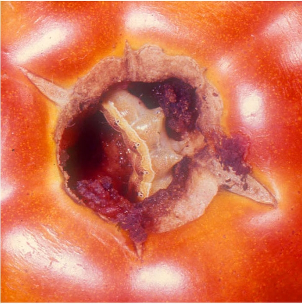 Close-up of red-orange tomato with excavated stem end. Dark-red circle at center is fruit interior. Worm with pale-yellow stripe partially visible inside.