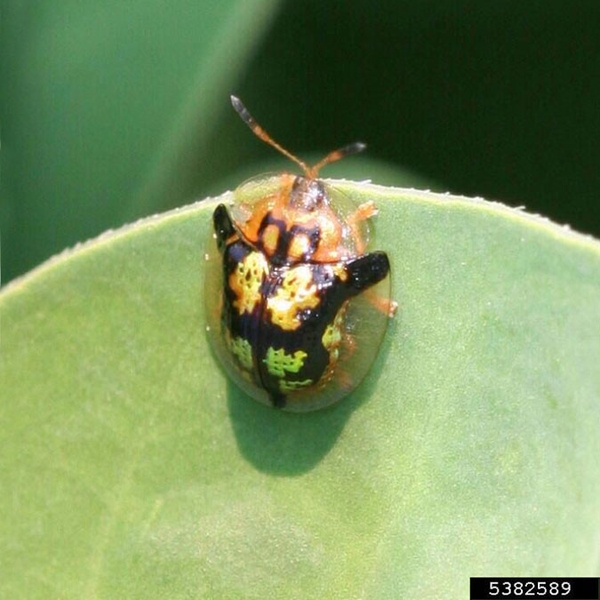 Showy beetle at edge of leaf with translucent dome-shaped covering revealing yellow, bright-green, and black markings underneath.