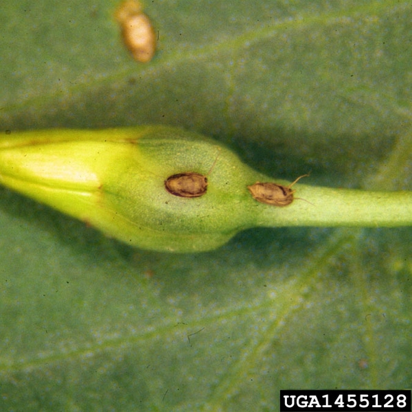 Two tiny, plain, brownish, oval eggs, each with two long hairs, laid individually on tightly closed bud.