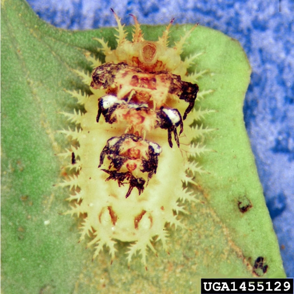 Top of pale-yellow, oval-shaped larva with entire body surrounded by a fringe of spikes. Remnants of molted skin on top is black, brown, and white.