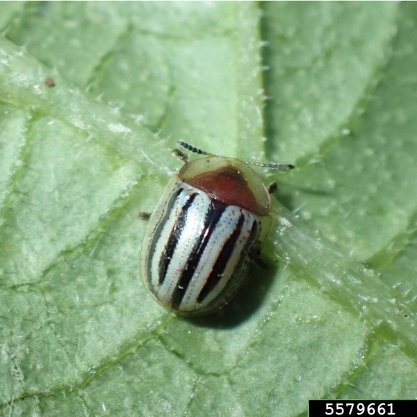 Top view of dome-shaped, elliptical beetle on leaf with five vertical black lines on silvery wing covers folded over back. Brown head is covered by clear hood.