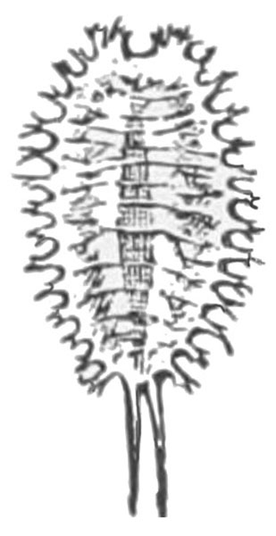 Top view of larva with bristled spikes around entire edge of oval body. Two, long extensions protruding from base. Small notch at top. Black and white art.