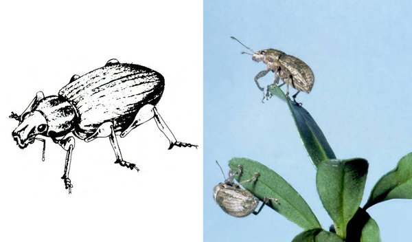 At left, drawing of beetle with round thorax, blunt snout, stout legs, and wings folded over body. At right, 2 silvery beetles clinging to tips of tiny leaves.