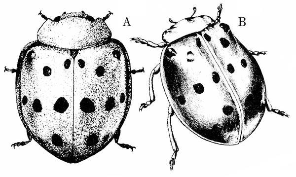 Two similar renderings of Mexican bean beetle in top view. Wing covers closed over back. Dark spots on wings. Small, wide head. Black and white art.