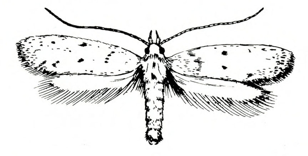 Top view. Spread, slender wings. Forewings white with various small, black spots. Hind wings fringed. Two long, filamentous antennae. Black and white art.