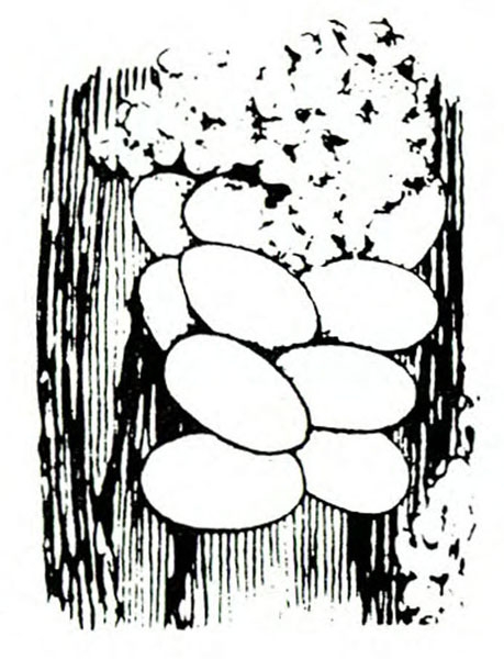 Cluster of white, oval eggs on a stem segment with a whitish blob covering them at top. Black and white art.