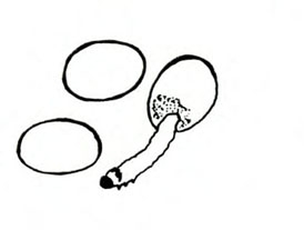 At left, two oval white circles with black outline. End of egg at right punctured by slender larva emerging—white with black outline. Black and white art.