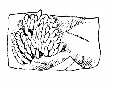 Rectangular cut-out of leaf with cluster of several dozen cylindrical white eggs affixed, sides touching and standing on end. Black and white art.