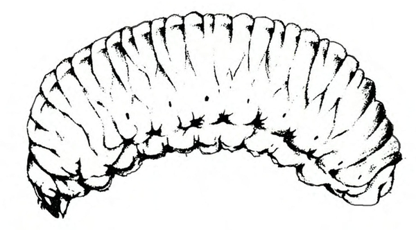 Side view of very fat, wrinkled, slightly curved grub with downward-pointed head. Black and white art.