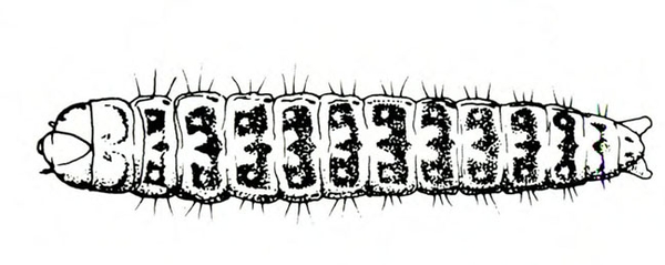 Top view of plump caterpillar showing dark spots on body segments and fine hairs protruding from sides of body. Black and white art.