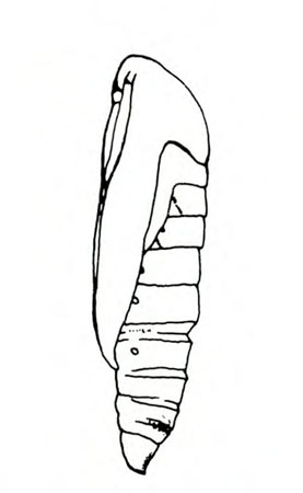 Left side of pupa with head, antenna, legs, and mouthparts partially obscured by wing pads. Visible part of abdomen to right and below strongly segmented.