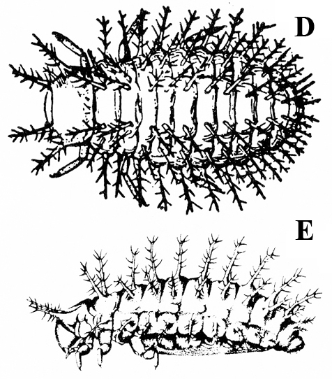 Two larvae. Top image shows oval, segmented body covered by heavily bristled spines. Image below is side view in which pointed legs appear under front of body.