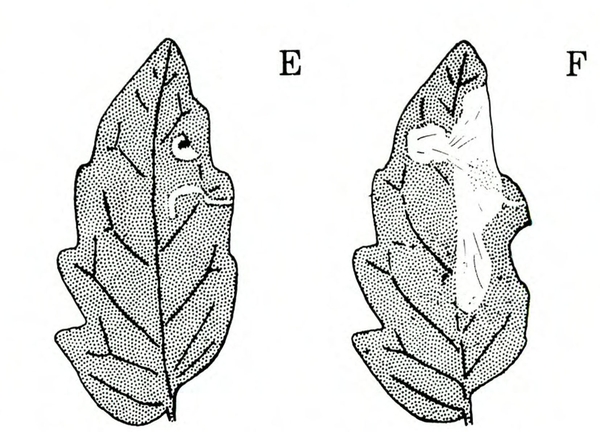 Two leaves, side-by-side, shaded gray with black veins. Leaf on left has two small white markings on upper right side. Leaf on right has elongated white blotch.