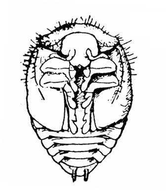 Oval pupa with face, antennae, legs, and wing pads appressed to top two-thirds. Segmented abdomen visible below wing pads. Two short spines at tip.