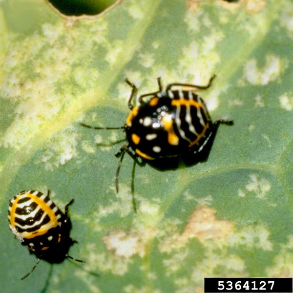 Top view of two black-and-orange nymphs on green leaf with yellowish abrasions. Older nymph at center is rounded. Nymph at bottom left is smaller and oval.
