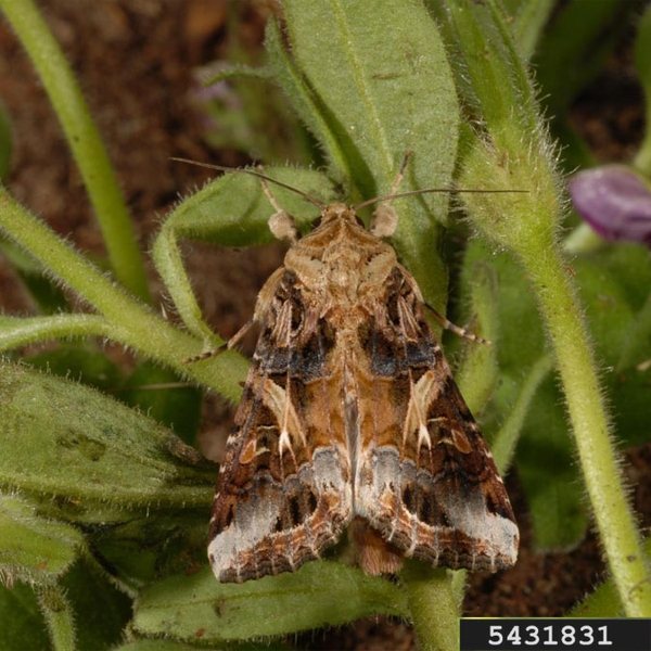 Top view of moth with varied brown, black, and white markings on wings, which are folded back to give the insect a triangular shape.