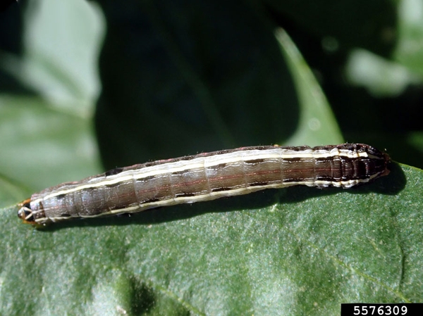 Cylindrical, grayish-black, smooth worm crawling on leaf. Longitudinal white line visible all the way down either side of back.