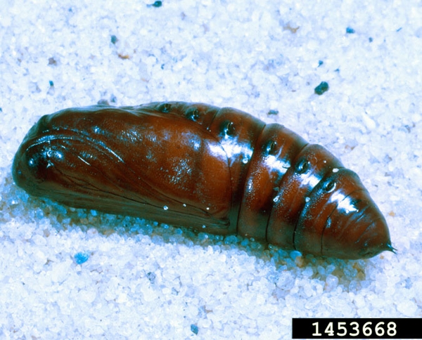Underside view of coppery-brown, cylindrical pupa with blunted head and pointed posterior. Several segments of abdomen visible.