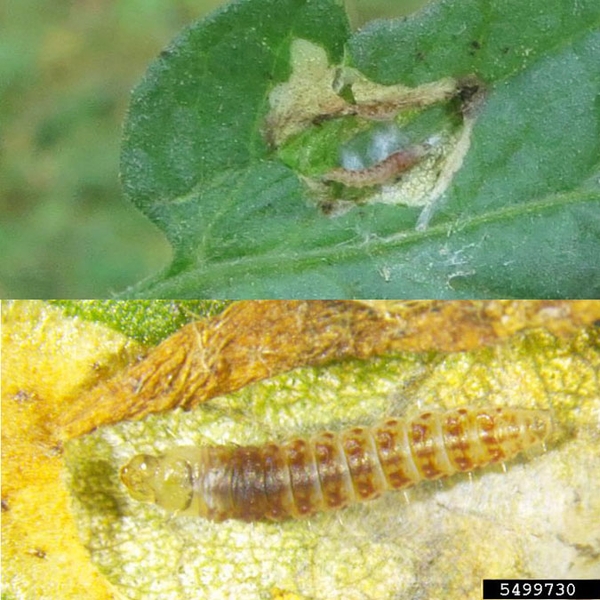 Gelatinous-looking slender worm with brownish cross stripes and light line down center of back. On yellowed leaf. At top, small grayish larva on green leaf