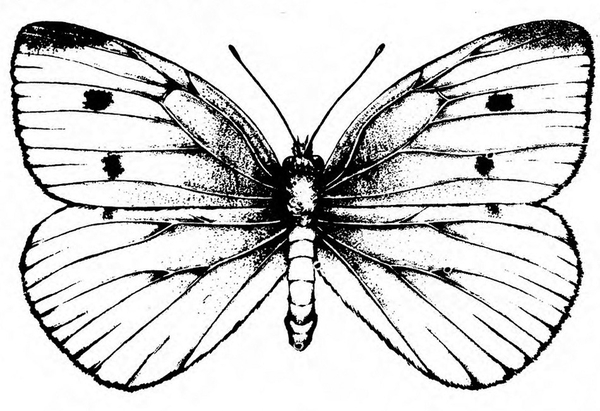 Top view of spread wings. Black smudge at top edge of forewings, which have cells, veins, and two black spots on each. Hind wings veined. Black and white art.