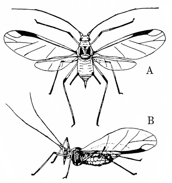 Two perspectives of aphids. Top view with veined, translucent wings spread. Two black marks at top edge of forewings in shape of parallelogram. Side view below.