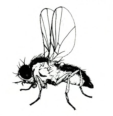 Side view of fly with two paddle-shaped, transparent, veined wings held upright. Black head pointed downward. Five legs visible. Heavily haired on back.