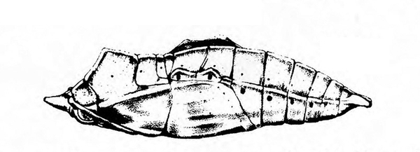Side of plump, angular pupa with lumps on back. Face, antenna, and wing pad appressed to body. Abdomen segmented. Black and white art.