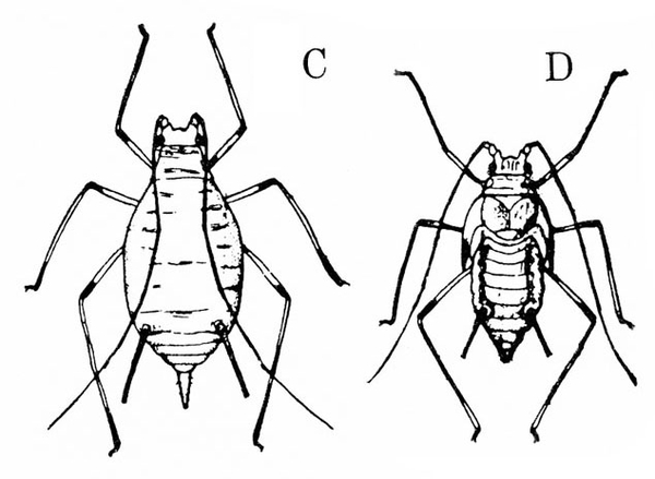 Adult at left, labeled C. Oval body and long, spindly legs. Nymph at right, labeled D, looks similar, with shorter, more rectangular body. Black and white art.