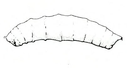 Side view of slightly C-shaped, tubular body of maggot, tapered at both ends. Black and white line art.