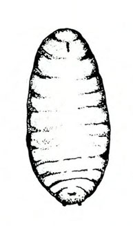 Egg-shaped puparium. White with black outline and black, horizontal lines indicating segments.