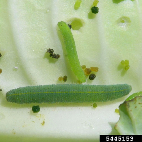 Two smooth green larvae on lighter-green leaf. Larger larva below is dark green with faint yellow line down center of back. Small larva above is lighter green.