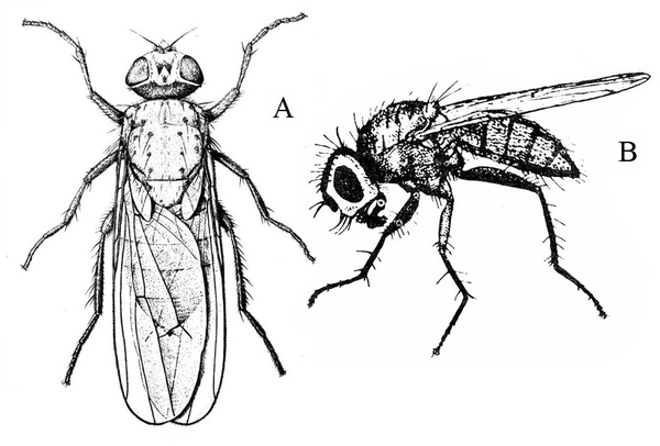 At left, top of fly with long, slender, transparent wings folded over back. Legs bristly. Head knobby. At right, hump back and long legs apparent.