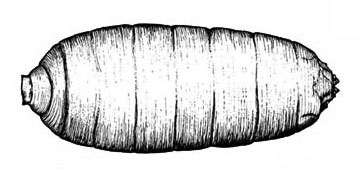 Egg-shaped, segmented puparium on its side with tip (at right) slightly pointed. Black and white art.
