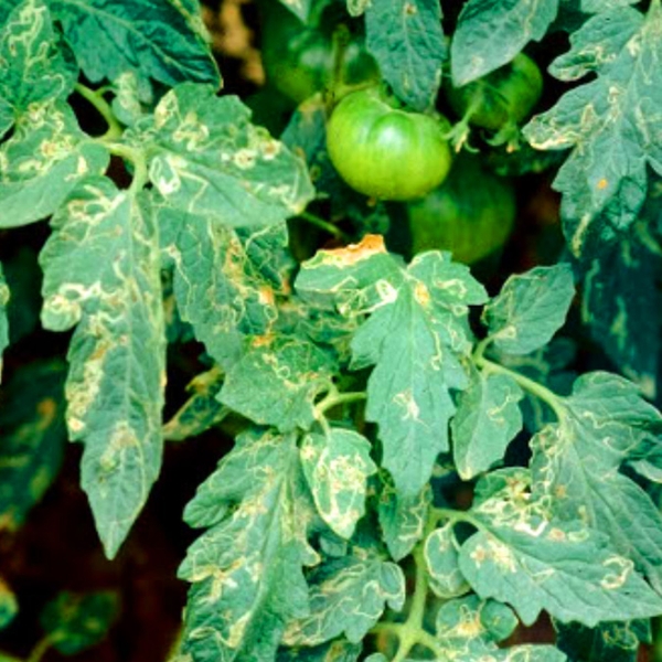 Tomato plant whose green leaves are riddled with yellow, serpentine mazes on the surface. Some immature green fruit visible in top right quadrant of image.
