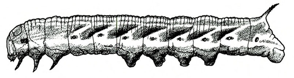 Side view of worm body showing spots and diagonal stripes, legs, prolegs, and thorn-like anal horn protruding upward at rear. Black and white art.