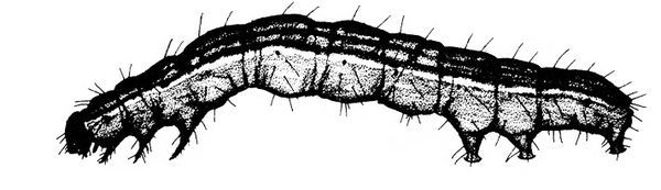 Side view shows legs, three prolegs, and tiny, rounded head. Upper body slightly arched and shaded dark with light, longitudinal stripes. Black and white art.