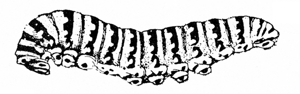 Side view of long, fat caterpillar boldly marked with bands of dark cross-stripes with light spots. Stubby prolegs under body. Black and white art.