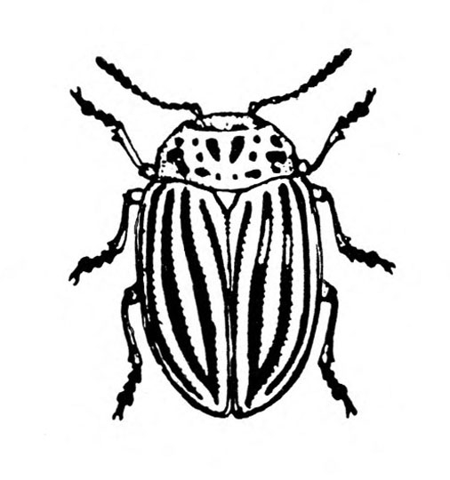 Top view of oval beetle. Prominent longitudinal stripes on folded, outer wing covers. Various dark spots on area behind head. Black and white art.