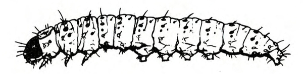 Side view of slender caterpillar with small black head. Three front legs and five prolegs under body. Tiny spots and short hairs all over. Black and white art.