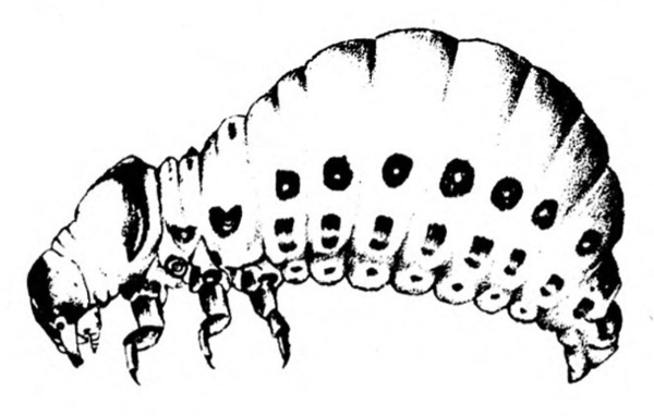 Side view of short, humpbacked grub with four rows of dark spots along side. Black and white art.