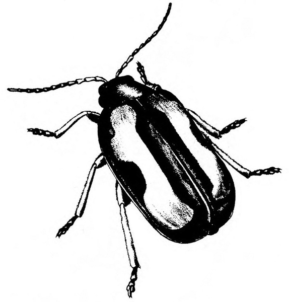 Top view of beetle with oblong wing covers folded over back. Broad, longitudinal light stripe with irregular edges on each dark wing. Black and white art.
