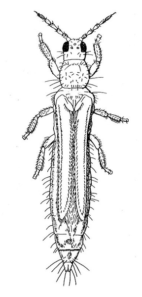 Top view. Slender, spindle-shaped insect. Rounded head and pronotum. Six short, jointed legs. Slender wings folded back. Many short hairs on tapered abdomen.